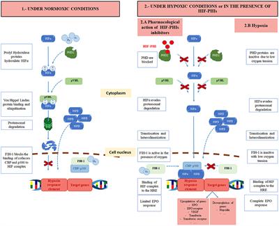 Frontiers | Anemia in Chronic Kidney Disease: From Pathophysiology and